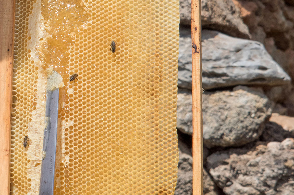 Honey Bee Excursion Pyrgos House Kythira Greece