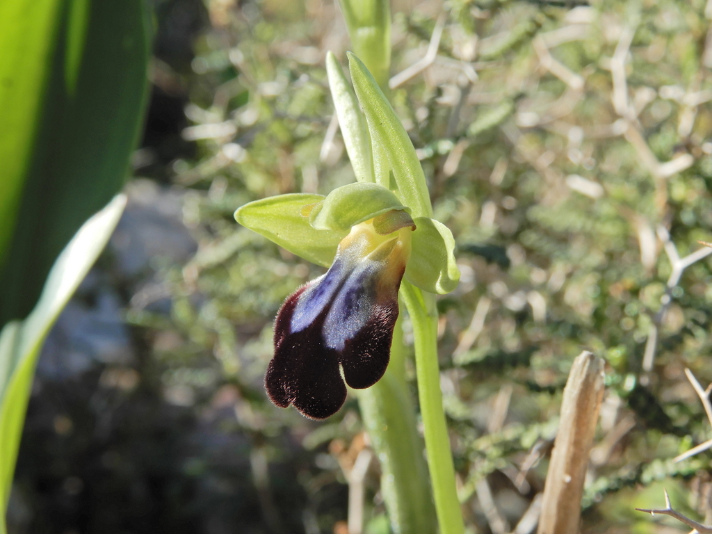 Orchid Kythira